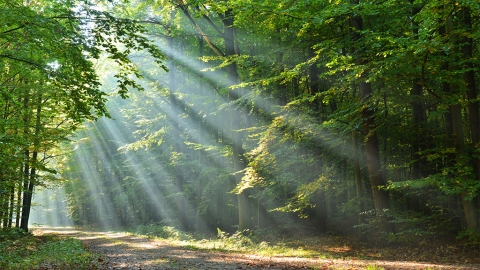 Path along a forest with the sun shining through the trees